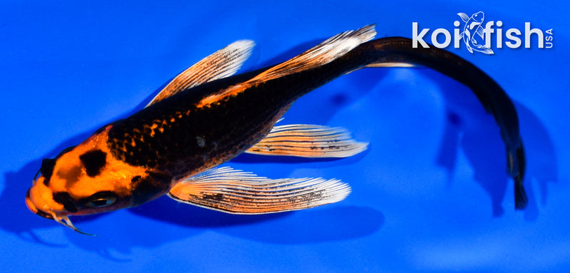 5.5" ORENJI MATSUBA BUTTERFLY