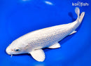 11.5" GINRIN PLATINUM OGON