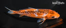 5.75" ARAGOKE HI SHUSUI