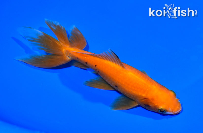 5.75" WATONAI GOLDFISH