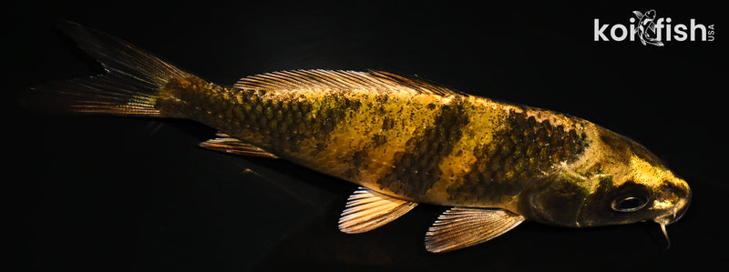 5" KIN KI UTSURI