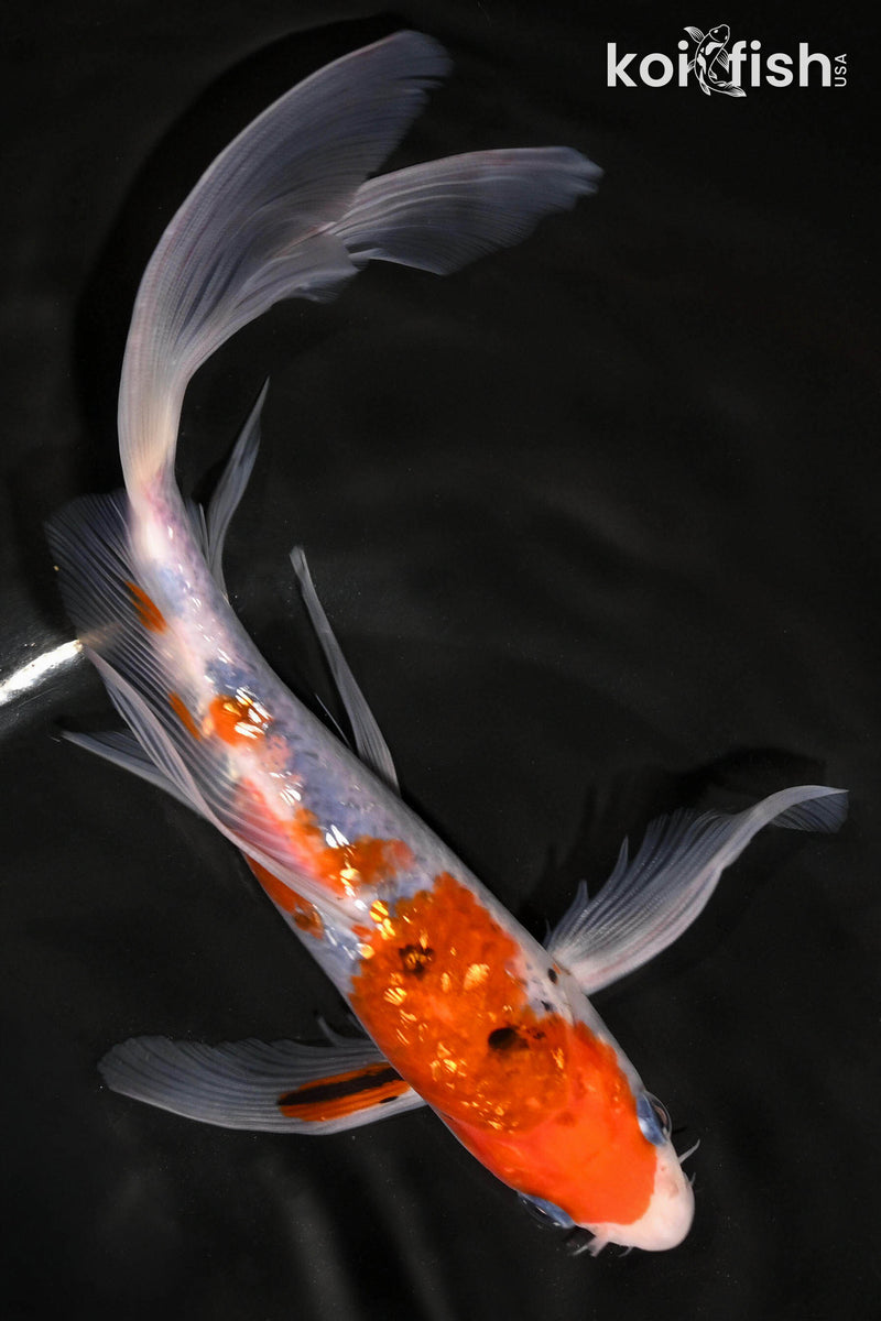 Butterfly Koi for Sale | Buy Butterfly Koi Online | Koi Fish USA