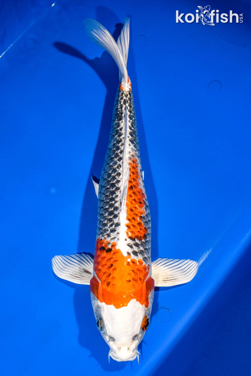 15.5" KUJAKU