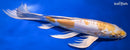 10.75" DOITSU LEMON HARIWAKE BUTTERFLY