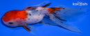 5" CALICO ORANDA GOLDFISH