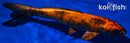 8.25" KIN HI UTSURI