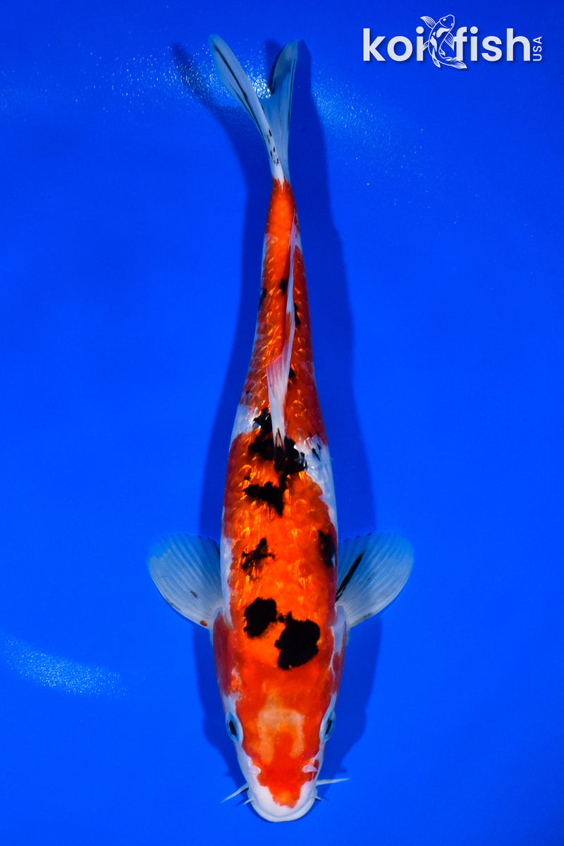 11.5" GINRIN SANKE