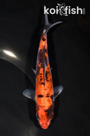 6.25" DOITSU GOSHIKI