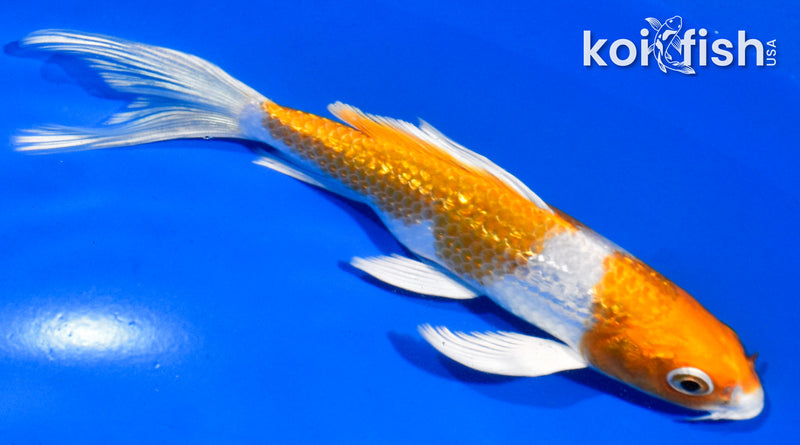 5.5" GINRIN HARIWAKE BUTTERFLY