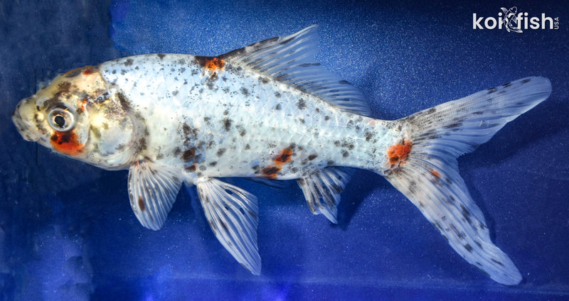 7.5" SHUBUNKIN GOLDFISH