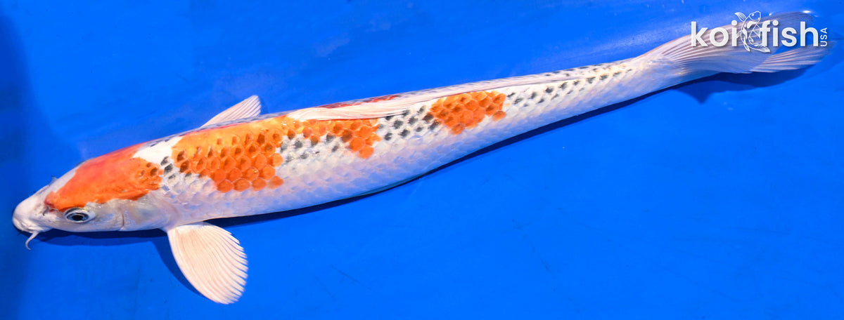 13.75