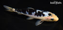 6.75" SHIRO BEKKO