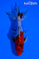 4.5" CALICO WATONAI GOLDFISH