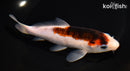 6.25" GOROMO