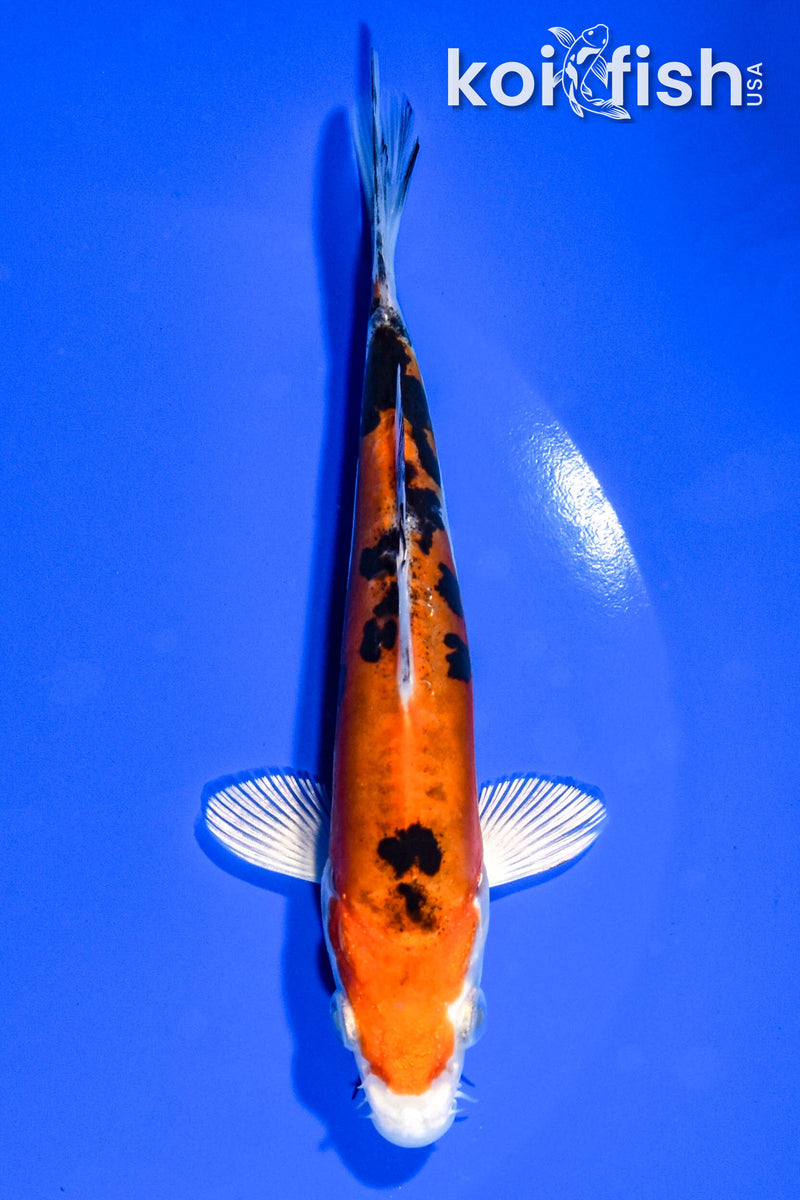 5.5" HEISEI NISHIKI