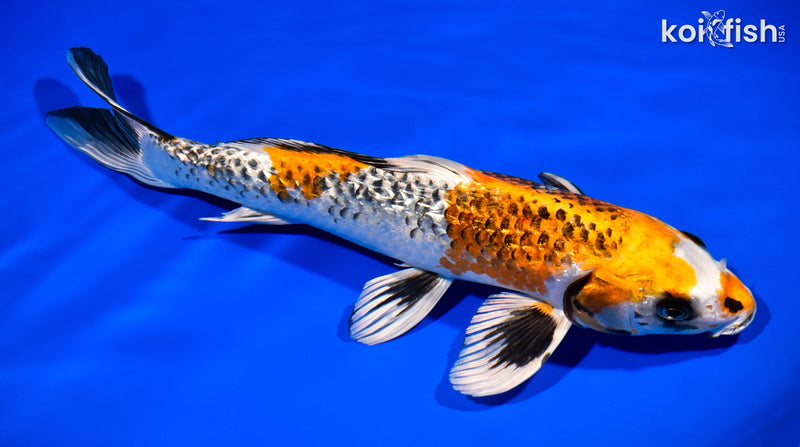 12.5" GINRIN BENI GINGA
