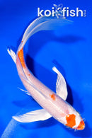 6.5" HARIWAKE BUTTERFLY