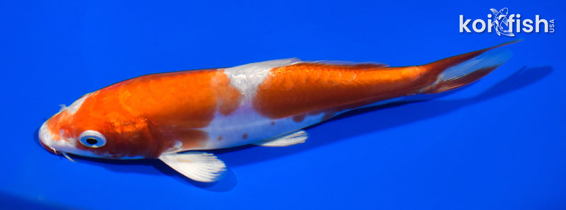 6.25" KIKUSUI