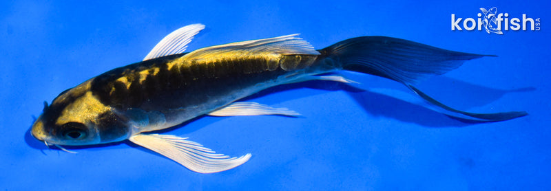 5.5" KABUTO BUTTERFLY