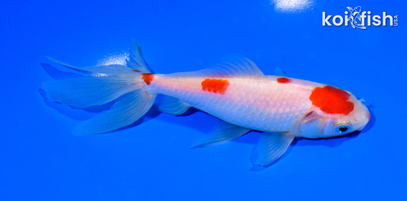 5.5" MARUTEN WAKIN GOLDFISH