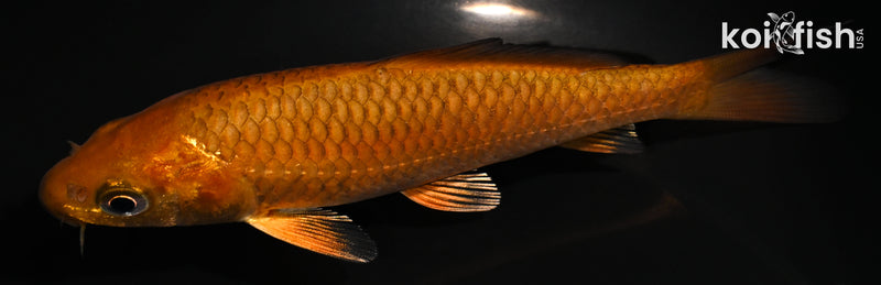 4.5" CHAGOI
