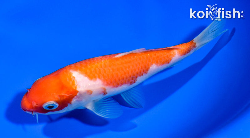 5.75" KOHAKU