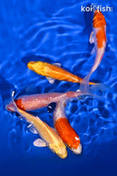 PACK OF (5) 3.5-4" STANDARD KOI