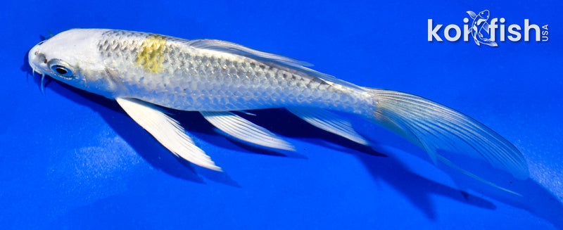 5.5" KUJAKU BUTTERFLY