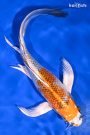 8.5" KUJAKU BUTTERFLY