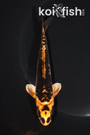 5.5" ARAGOKE ORENJI MATSUBA