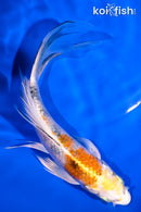 5.75" YAMATO NISHIKI BUTTERFLY