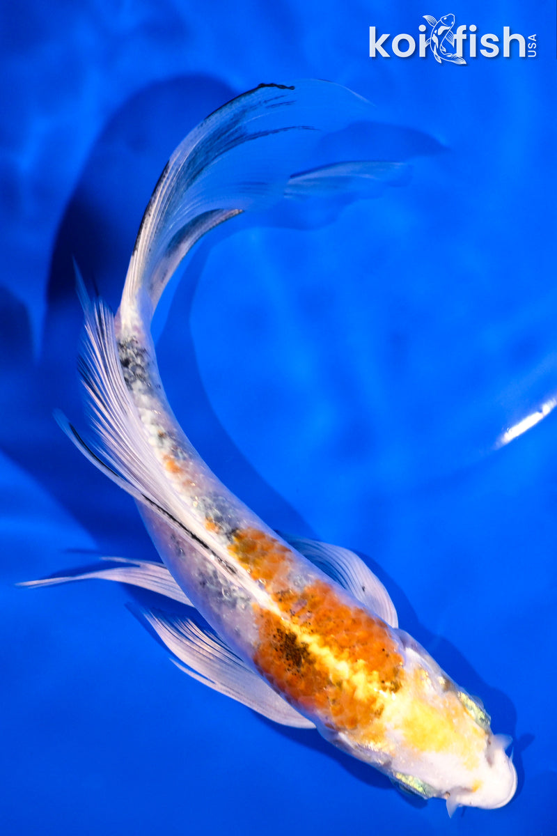 5.75" YAMATO NISHIKI BUTTERFLY