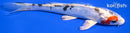 6.25" HEISEI NISHIKI