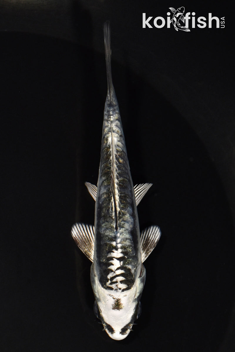 4.25" KIKOKURYU