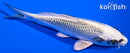 6.5" GIN MATSUBA