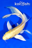 7.5" YAMABUKI OGON BUTTERFLY