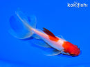 5.5" SARASA WATONAI GOLDFISH