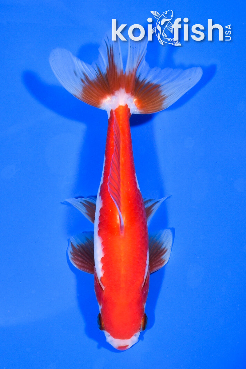 5.75" SARASA WATONAI GOLDFISH
