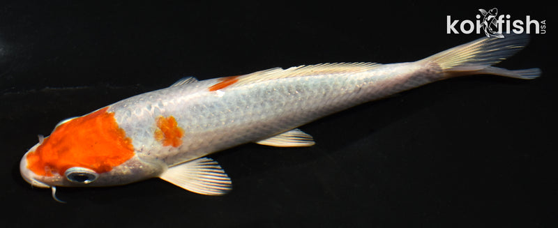 5.5" HARIWAKE