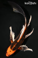 9" KUJAKU BUTTERFLY