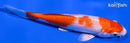 5.5" HARIWAKE