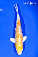 6.25" ARAGOKE LEMON HARIWAKE