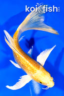 7" GINRIN YAMABUKI OGON BUTTERFLY