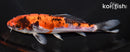 6.25" DOITSU GOSHIKI