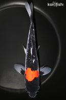 9" DOITSU GOSHIKI