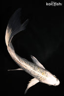 6.25" GINRIN KUJAKU BUTTERFLY