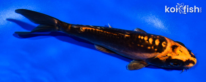 5.5" ARAGOK BENI KIKOKURYU