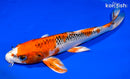 12.75" KUJAKU