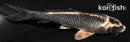 4" KUJAKU