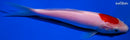 6.5" KOHAKU